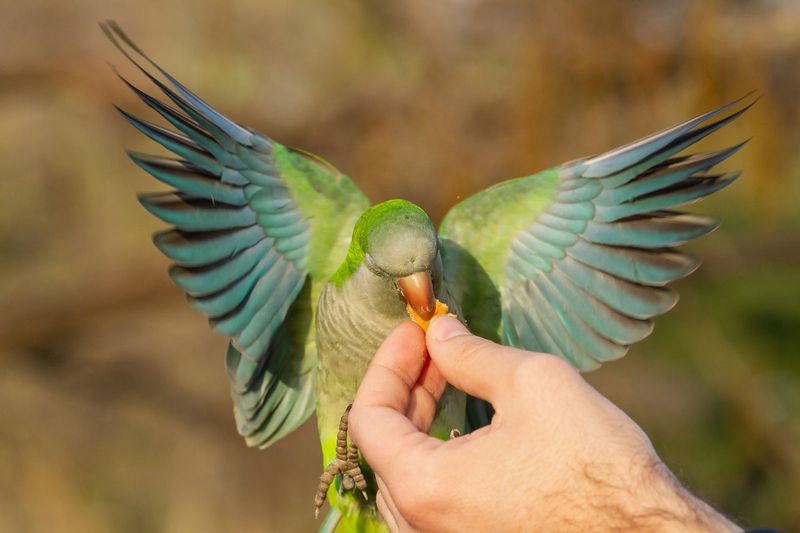 Diet More Complex Than Just Seeds