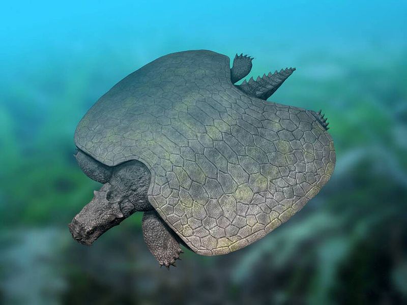 Turtle Tank Of Terror