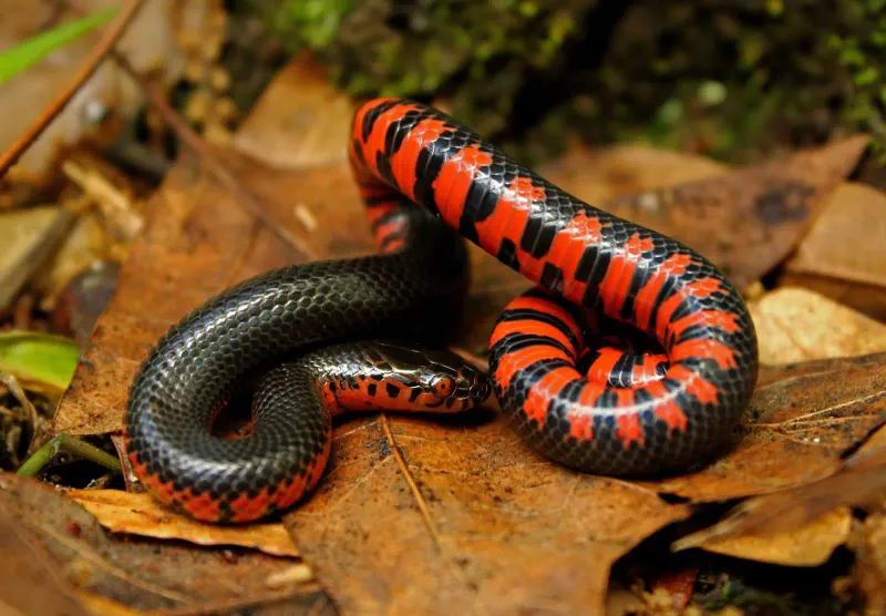 Mud Snake's Pointy Defense