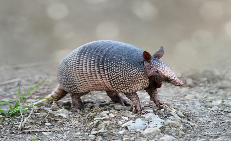Armadillos March Northward