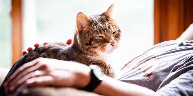 Extra Gentle Purrs Or Contented Sighs