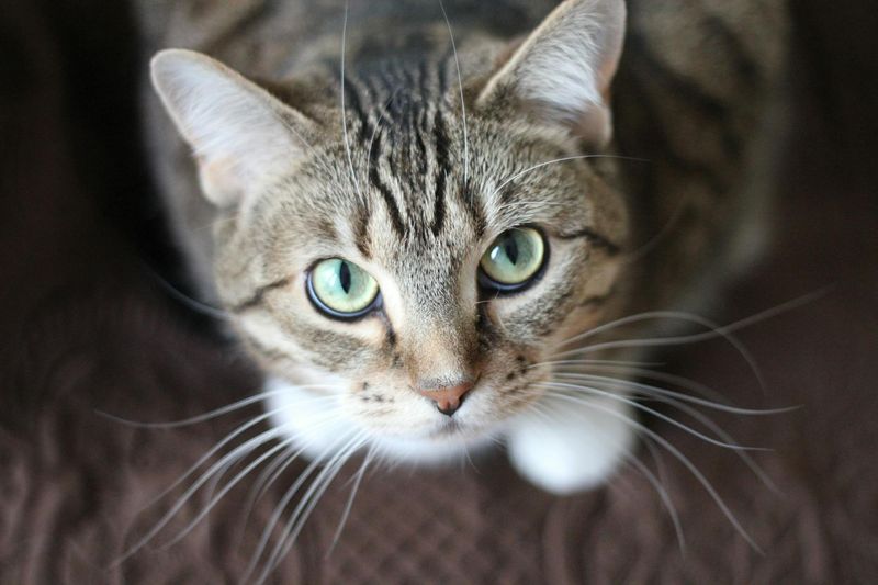 Relaxed Whisker Position