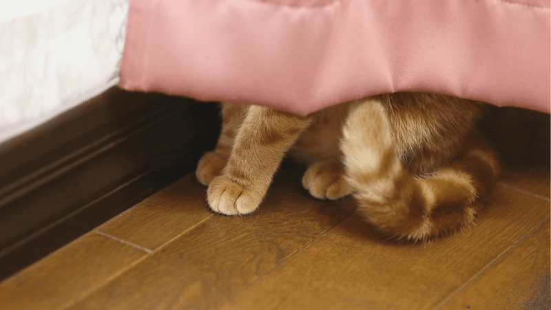 Changes In Hiding Behavior