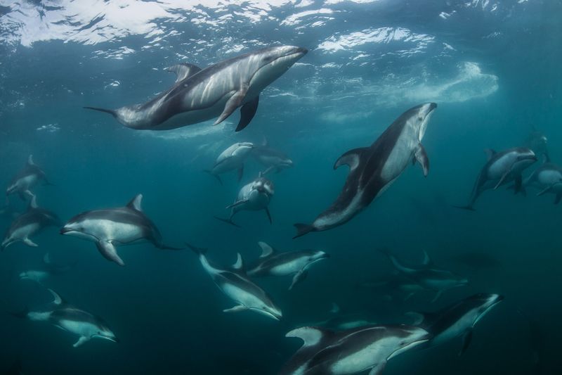 Knowing Which Orcas To Avoid