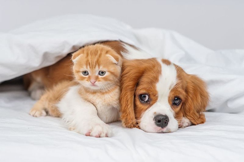 Compatibility With Other Pets