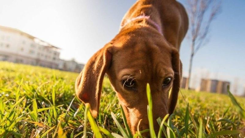 Dedicated Sniffing Walks