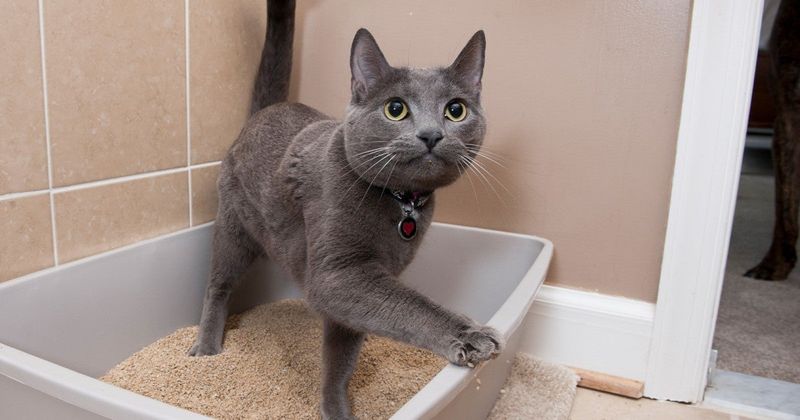Bathroom Behaviors And Litter Training