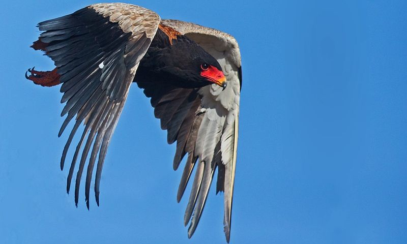 Birds Of Prey Starvation