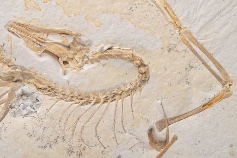 Environmental Context Reveals Evolutionary Pressures