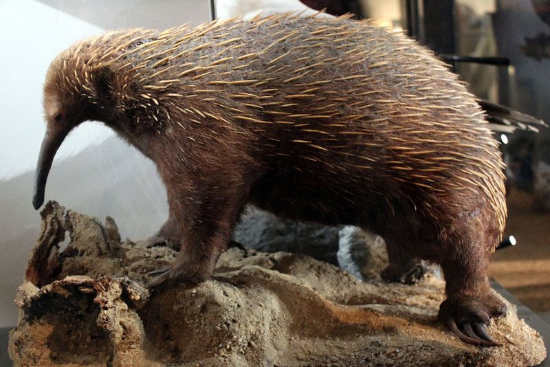 What The Rediscovery Of The Long-Beaked Echidna Means For Survival