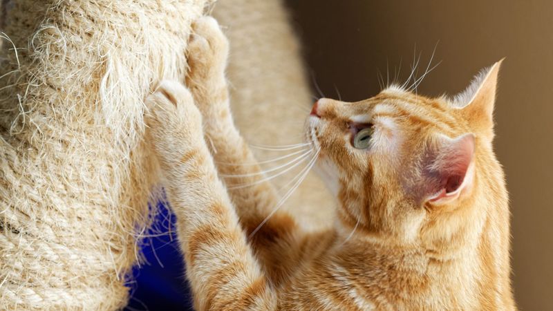Punishing Normal Feline Behavior