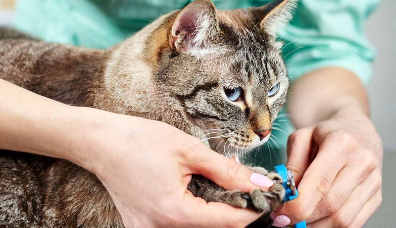 Declawing Your Cat