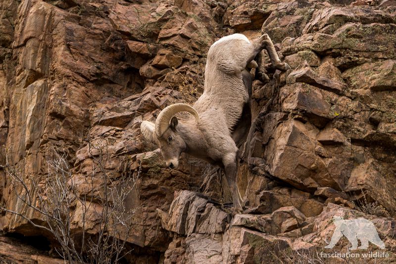 Masters Of Vertical Terrain