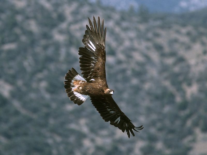 Open Country Eagles Have Wider Wingspans