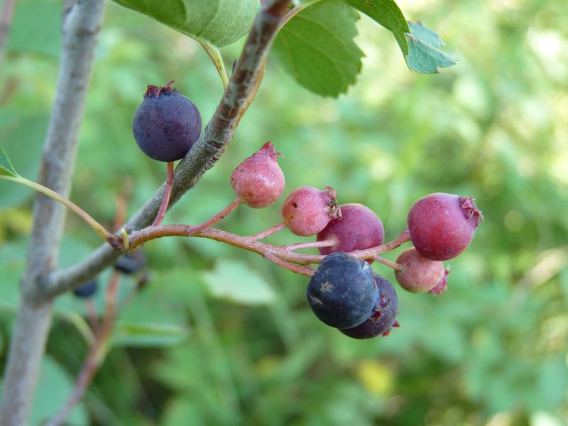 Berry Production Boost
