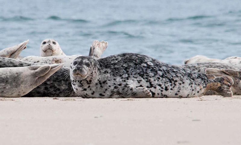 Coastal Characters: Harbor Seals