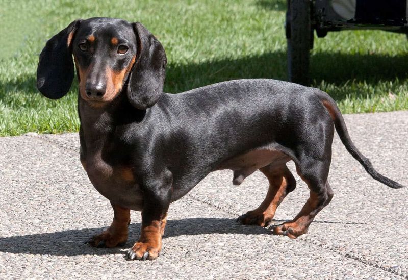 Underground Heroes: Dachshunds