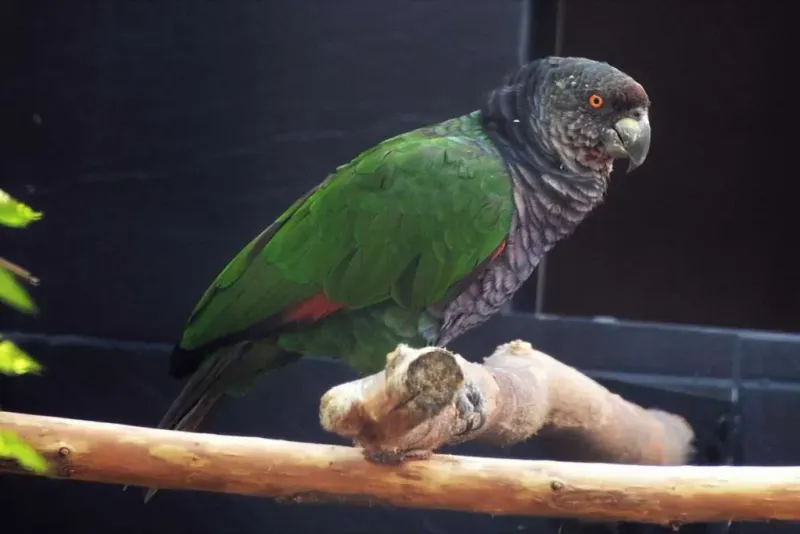 Imperial Amazon – Jewel Of Dominica