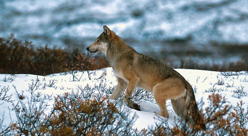 Wilderness Wanderer: Alaskan Interior Wolf
