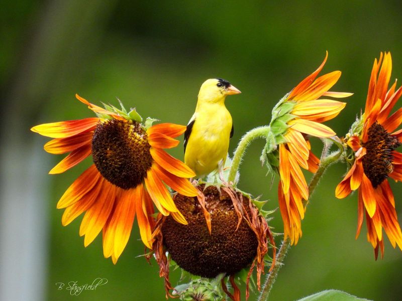 Sunflowers: Towering Seed Factories