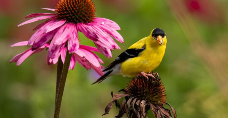 Forget Bird Feeders: These 15 Plants Are Nature’s Own Bird Buffet