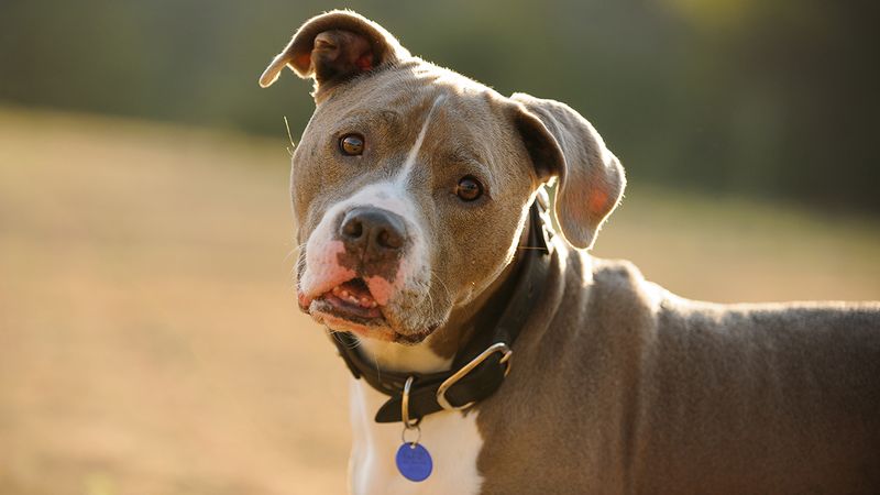 Leave Without ID Tags