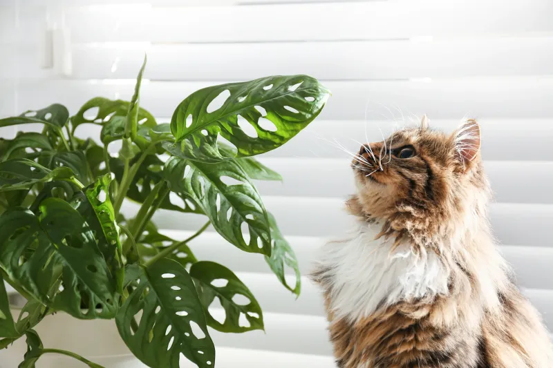 Leave Toxic Plants Within Reach