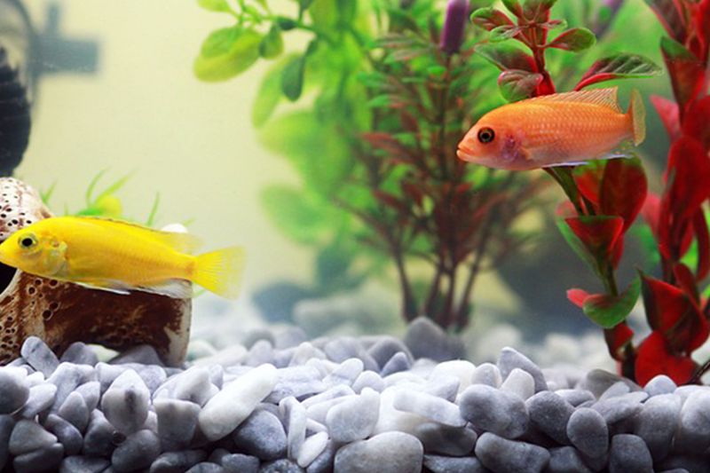 Buying Fish Without Research