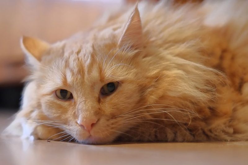 Decreased Grooming Habits