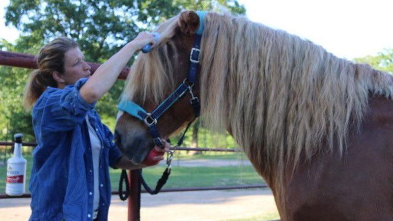 Horses With Scars