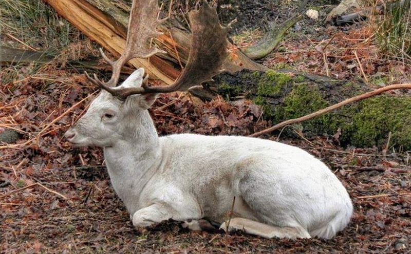 Schomburgk's Deer