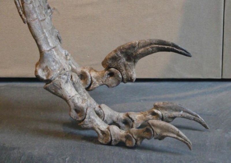 Sickle-Shaped Killing Claw