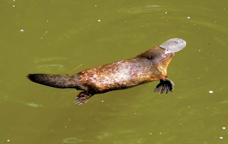Platypus (Australia)