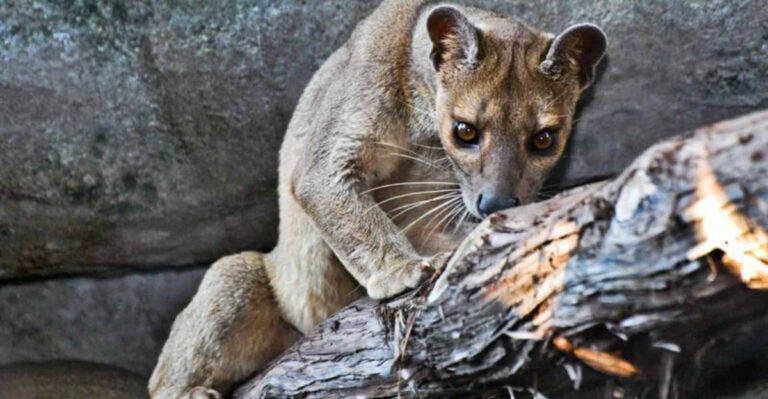 Fossas Use 12 Sneaky Hunting Tactics To Stay Madagascar’s Most Elusive Predator