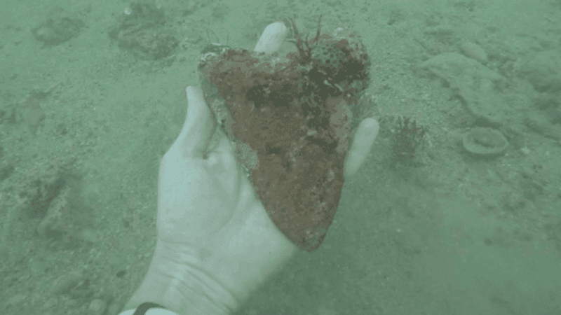 Fossil Diver Discovers Rare Megalodon Tooth In Florida