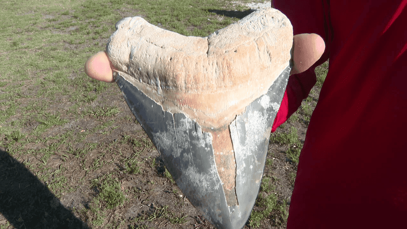 Kristina Scott's Incredible Discovery: A Six-Inch Megalodon Tooth