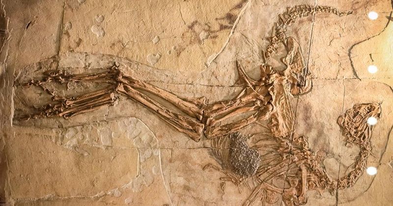The Discovery Of Dinosaur DNA