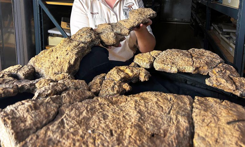 Unearthing The First Fossilized Stomach Contents Of A Sauropod