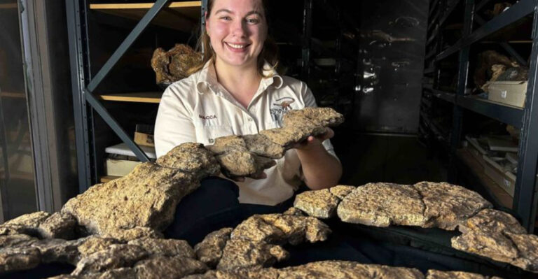 Fossilized Stomach Reveals Sauropod Dinosaur’s Final Meal