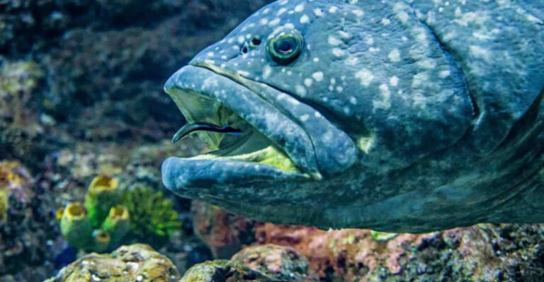 Fossils Found In Baja California Expose A Grouper Species Never Before Discovered