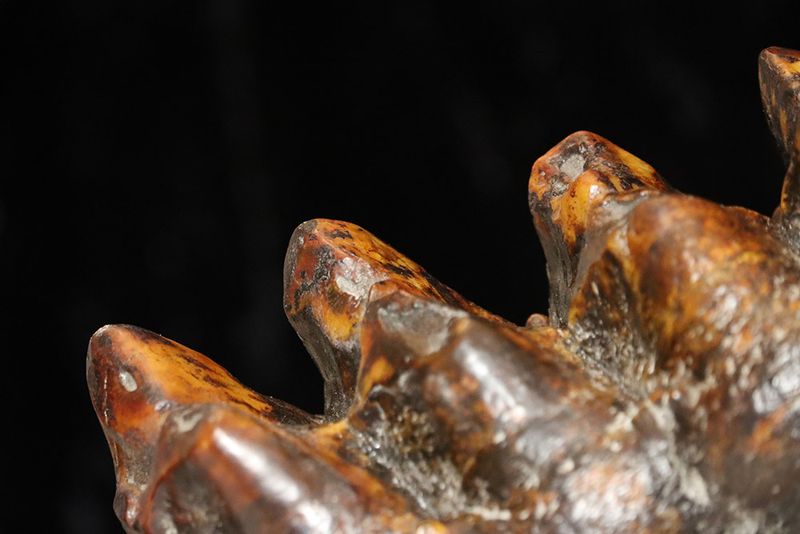 What Florida's Fossils Tell Us About The Past