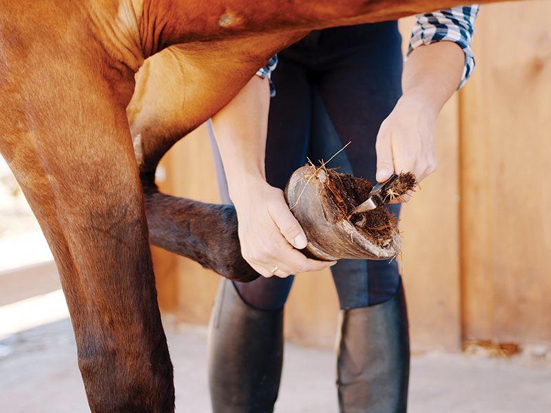 Sensitivity When Picking Hooves