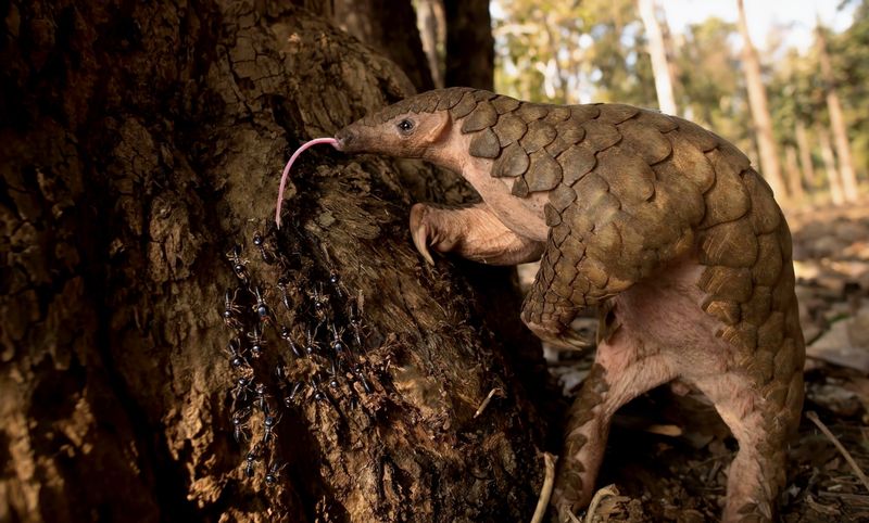 Eats Thousands Of Ants And Termites Daily