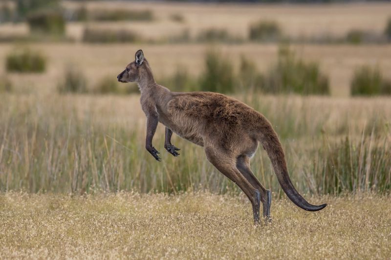 Western Gray Kangaroo