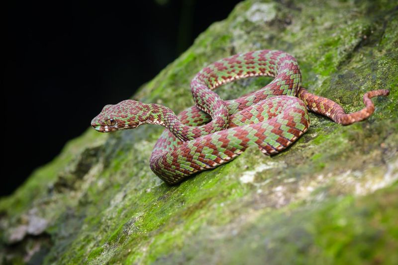 Bright Green With Unique Markings
