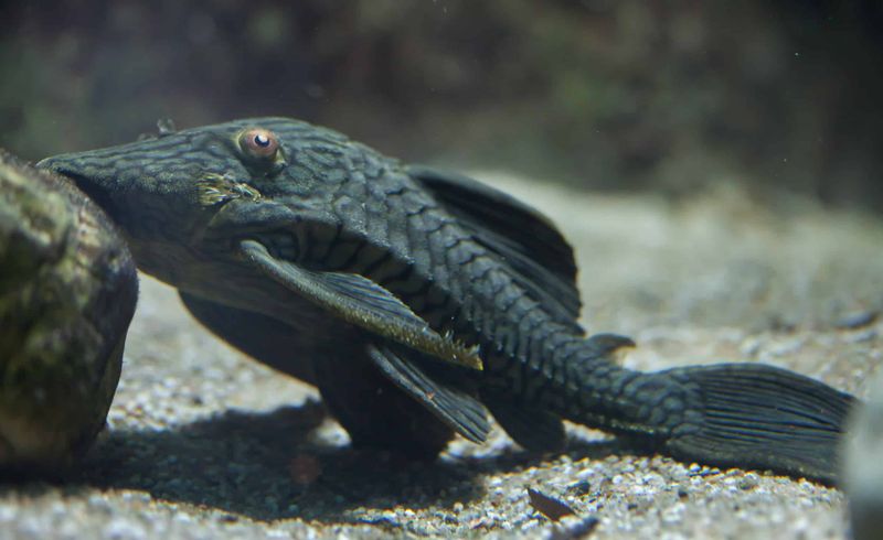 Known As The Pacu Catfish
