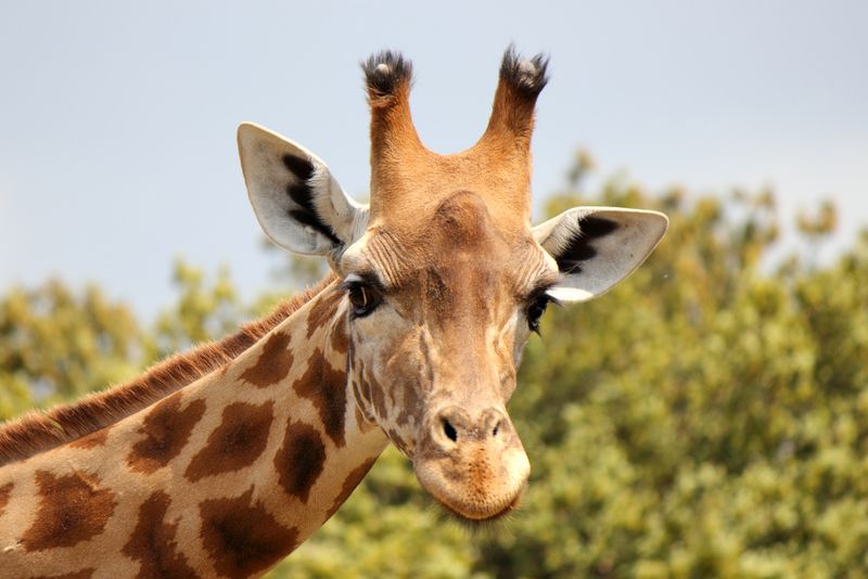 Ossicones Instead Of Horns
