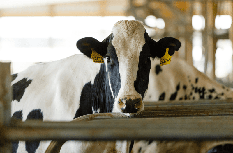 Milk Manufacturing Experts: Dairy Cows