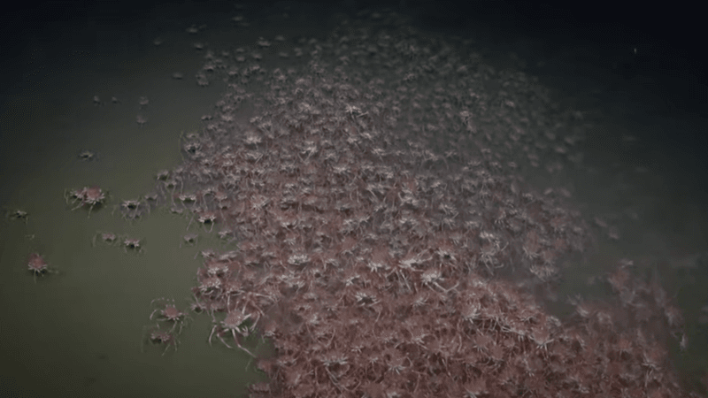Trench Biodiversity Clue