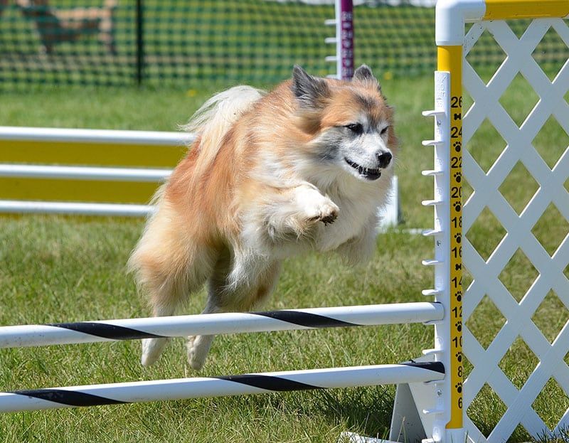 Boundless Energy And Playfulness